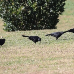 Corcorax melanorhamphos at Sullivans Creek, Lyneham South - 16 Apr 2024