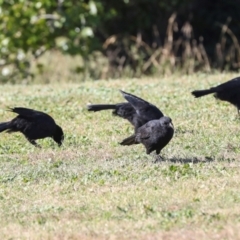 Corcorax melanorhamphos at Sullivans Creek, Lyneham South - 16 Apr 2024