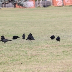 Corcorax melanorhamphos at Sullivans Creek, Lyneham South - 16 Apr 2024