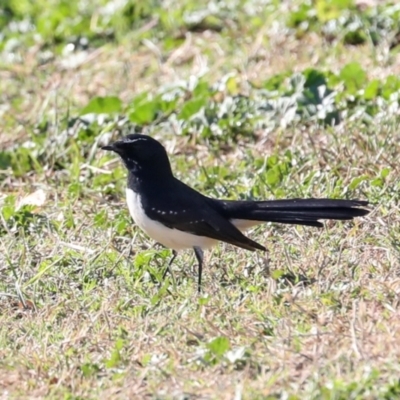 Rhipidura leucophrys (Willie Wagtail) at Lyneham, ACT - 16 Apr 2024 by AlisonMilton
