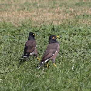 Acridotheres tristis at Sullivans Creek, Lyneham South - 16 Apr 2024