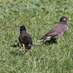 Acridotheres tristis at Sullivans Creek, Lyneham South - 16 Apr 2024