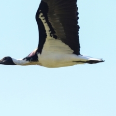 Threskiornis spinicollis (Straw-necked Ibis) at Lyneham, ACT - 16 Apr 2024 by AlisonMilton