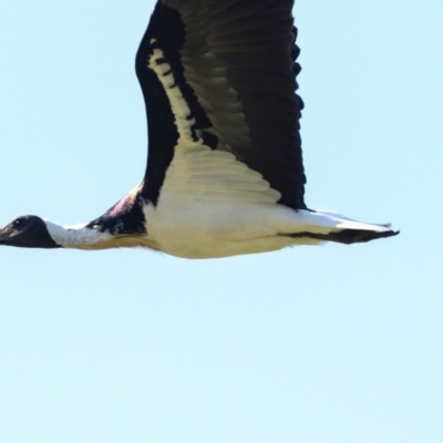 Threskiornis spinicollis (Straw-necked Ibis) at Lyneham, ACT - 16 Apr 2024 by AlisonMilton