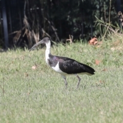 Threskiornis spinicollis at Sullivans Creek, Lyneham South - 16 Apr 2024