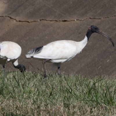 Threskiornis molucca (Australian White Ibis) at Lyneham, ACT - 16 Apr 2024 by AlisonMilton