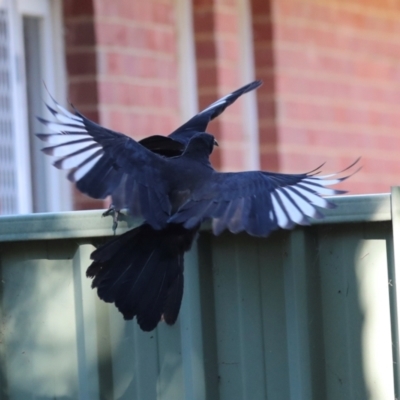 Corcorax melanorhamphos (White-winged Chough) at Lyneham, ACT - 16 Apr 2024 by AlisonMilton