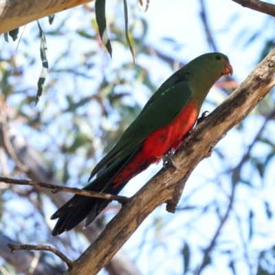 Alisterus scapularis (Australian King-Parrot) at Magpie Hill Park, Lyneham - 16 Apr 2024 by AlisonMilton