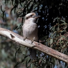 Dacelo novaeguineae (Laughing Kookaburra) at Lyneham, ACT - 16 Apr 2024 by AlisonMilton