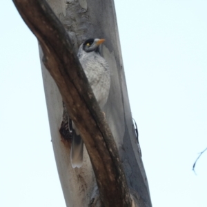 Manorina melanocephala at Magpie Hill Park, Lyneham - 16 Apr 2024