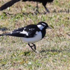 Grallina cyanoleuca at Sullivans Creek, Lyneham South - 16 Apr 2024