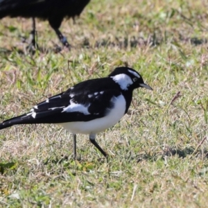 Grallina cyanoleuca at Sullivans Creek, Lyneham South - 16 Apr 2024