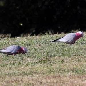 Eolophus roseicapilla at Sullivans Creek, Lyneham South - 16 Apr 2024