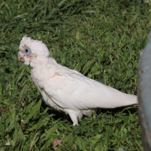 Cacatua sanguinea at Sullivans Creek, Lyneham South - 16 Apr 2024