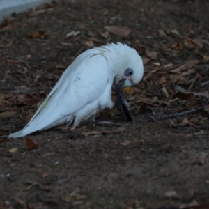 Cacatua sanguinea at Sullivans Creek, Lyneham South - 16 Apr 2024