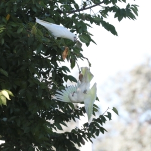 Cacatua sanguinea at Sullivans Creek, Lyneham South - 16 Apr 2024