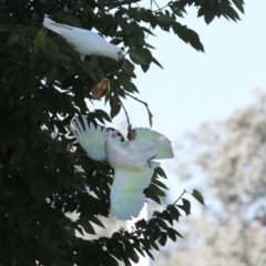 Cacatua sanguinea at Sullivans Creek, Lyneham South - 16 Apr 2024