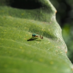 Dolichopodidae (family) (Unidentified Long-legged fly) at Vincentia, NSW - 14 Apr 2024 by JodieR