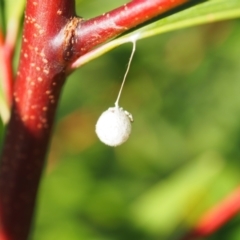 Unidentified Spider at Vincentia, NSW - 14 Apr 2024 by JodieR