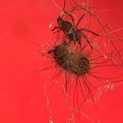 Badumna sp. (genus) (Lattice-web spider) at Curtin, ACT - 16 Apr 2024 by Hejor1