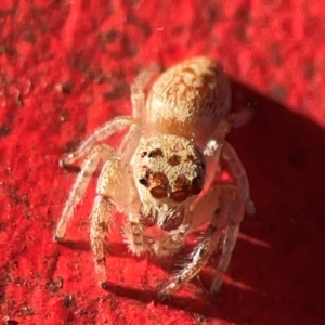 Opisthoncus grassator at Curtin, ACT - 16 Apr 2024