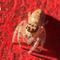 Opisthoncus grassator at Curtin, ACT - 16 Apr 2024