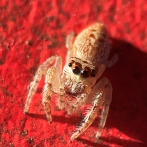 Opisthoncus grassator at Curtin, ACT - 16 Apr 2024