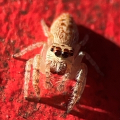 Opisthoncus grassator at Curtin, ACT - 16 Apr 2024