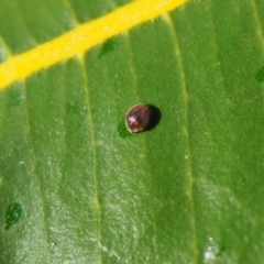 Coccinellidae (family) at Vincentia, NSW - 14 Apr 2024 by JodieR