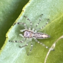 Helpis minitabunda (Threatening jumping spider) at Curtin, ACT - 16 Apr 2024 by Hejor1