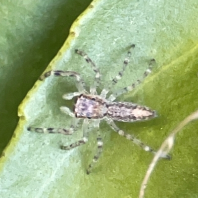 Helpis minitabunda (Threatening jumping spider) at Curtin, ACT - 16 Apr 2024 by Hejor1