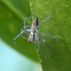 Oxyopes sp. (genus) (Lynx spider) at Curtin, ACT - 16 Apr 2024 by Hejor1