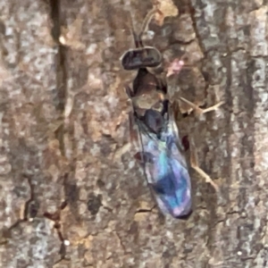 Stratiomyidae (family) at Curtin, ACT - 16 Apr 2024