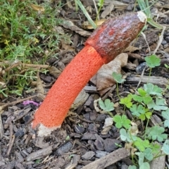 Phallus rubicundus (Phallus rubicundus) at Watson, ACT - 16 Apr 2024 by msietsma