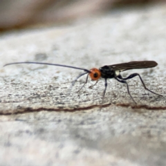 Rayieria basifer (Braconid-mimic plant bug) at Curtin, ACT - 16 Apr 2024 by Hejor1