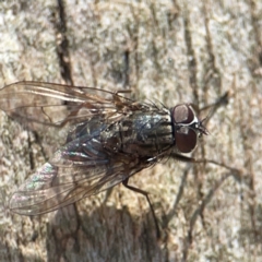 Muscidae (family) (Unidentified muscid fly) at Curtin, ACT - 16 Apr 2024 by Hejor1