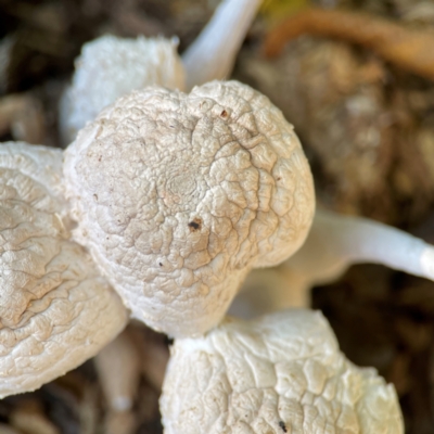 zz agaric (stem; gill colour unknown) at Curtin, ACT - 16 Apr 2024 by Hejor1