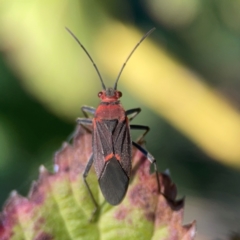 Leptocoris mitellatus (Leptocoris bug) at Curtin, ACT - 16 Apr 2024 by Hejor1
