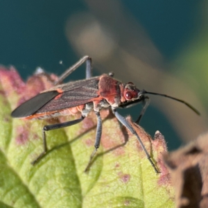 Leptocoris mitellatus at Curtin, ACT - 16 Apr 2024