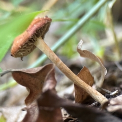 Leratiomcyes ceres (Red Woodchip Fungus) at Curtin, ACT - 16 Apr 2024 by Hejor1