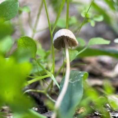 Unidentified Cap on a stem; gills below cap [mushrooms or mushroom-like] at Curtin, ACT - 16 Apr 2024 by Hejor1