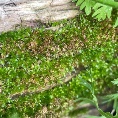 Grimmia sp. at Curtin, ACT - 16 Apr 2024 by Hejor1