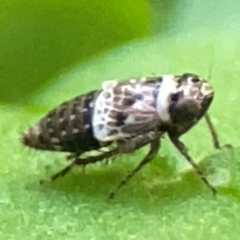 Cicadellidae (family) (Unidentified leafhopper) at Curtin, ACT - 16 Apr 2024 by Hejor1