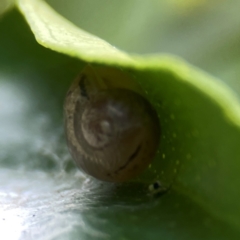 Cornu aspersum (Common Garden Snail) at Curtin, ACT - 16 Apr 2024 by Hejor1