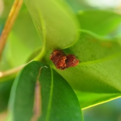 Unverified Beetle (Coleoptera) at Vincentia, NSW - 14 Apr 2024 by JodieR