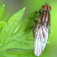 Sapromyza brunneovittata (A lauxid fly) at Curtin, ACT - 16 Apr 2024 by Hejor1