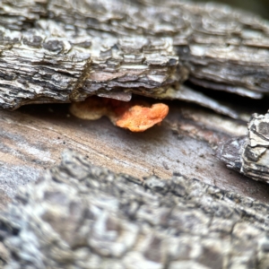 Trametes coccinea at Curtin, ACT - 16 Apr 2024