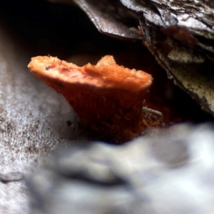 Trametes coccinea at Curtin, ACT - 16 Apr 2024