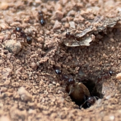 Monomorium sp. (genus) (A Monomorium ant) at Curtin, ACT - 16 Apr 2024 by Hejor1