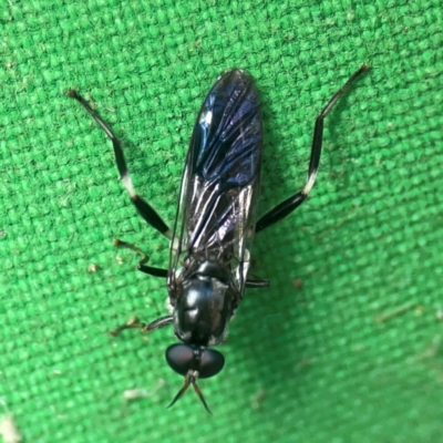 Exaireta spinigera (Garden Soldier Fly) at Curtin, ACT - 16 Apr 2024 by Hejor1